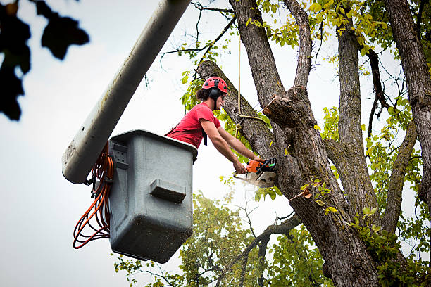 Shell Kno, MO Tree Removal and Landscaping Services Company